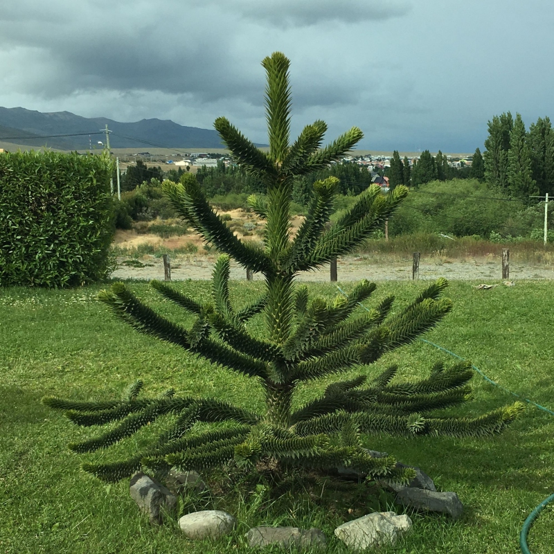 Araukária andská 25/30cm