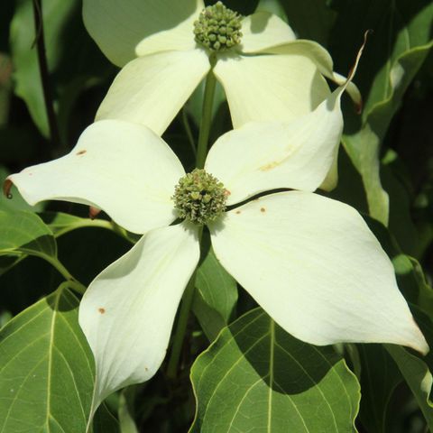 Drieň kvetnatý ´Weiss Fontaine´