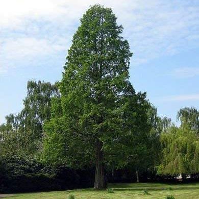 Metasekvoja čínska