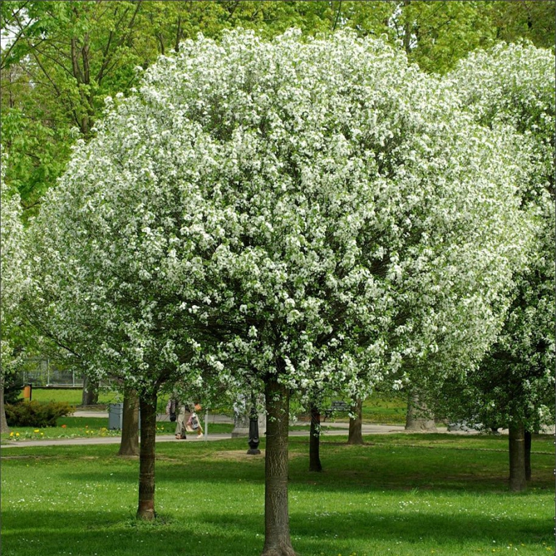 Čerešňa krovitá ´Umbraculifera´ na kmienku 120cm