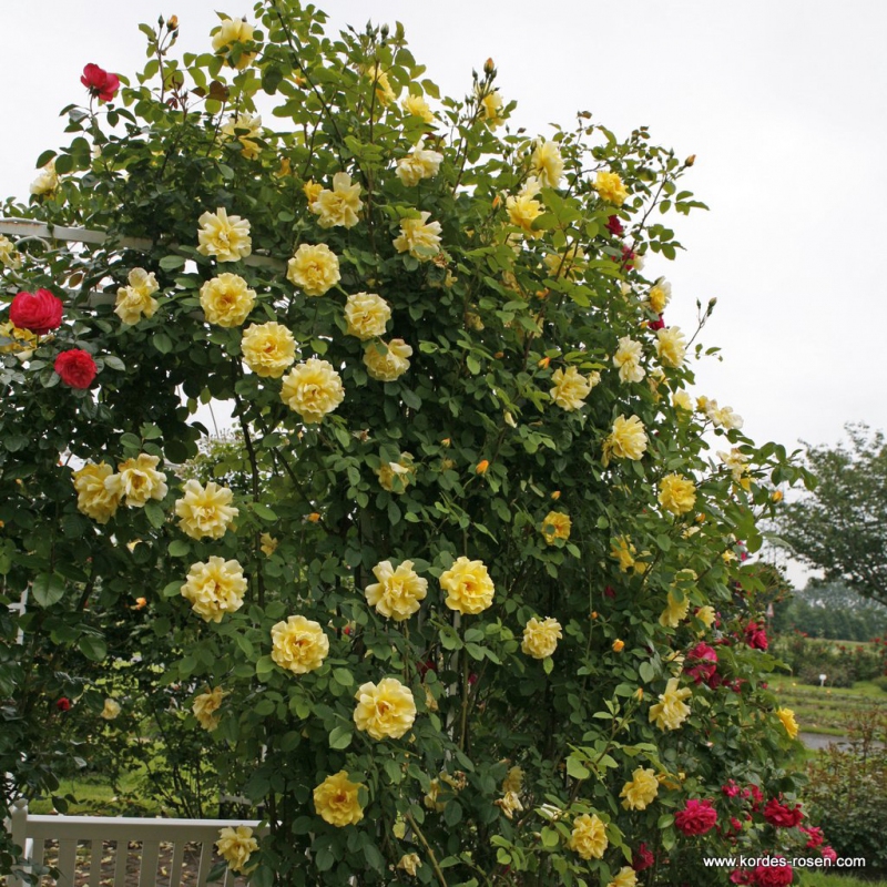 Ruža ´Golden Gate´