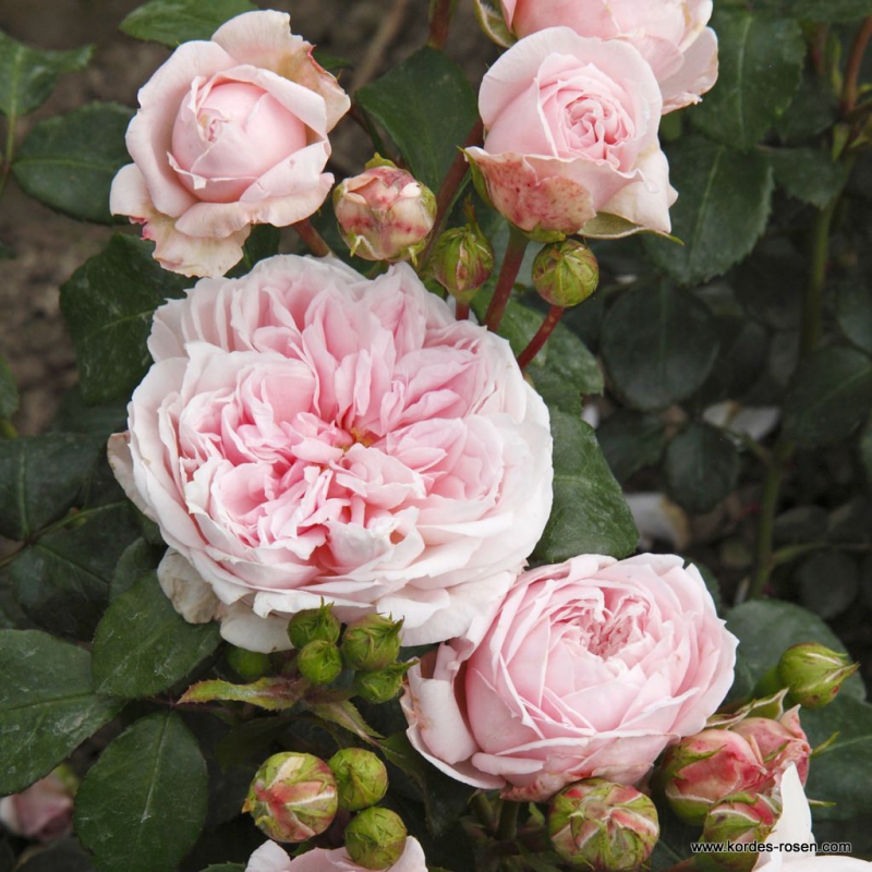 Ruža ´Cinderella´