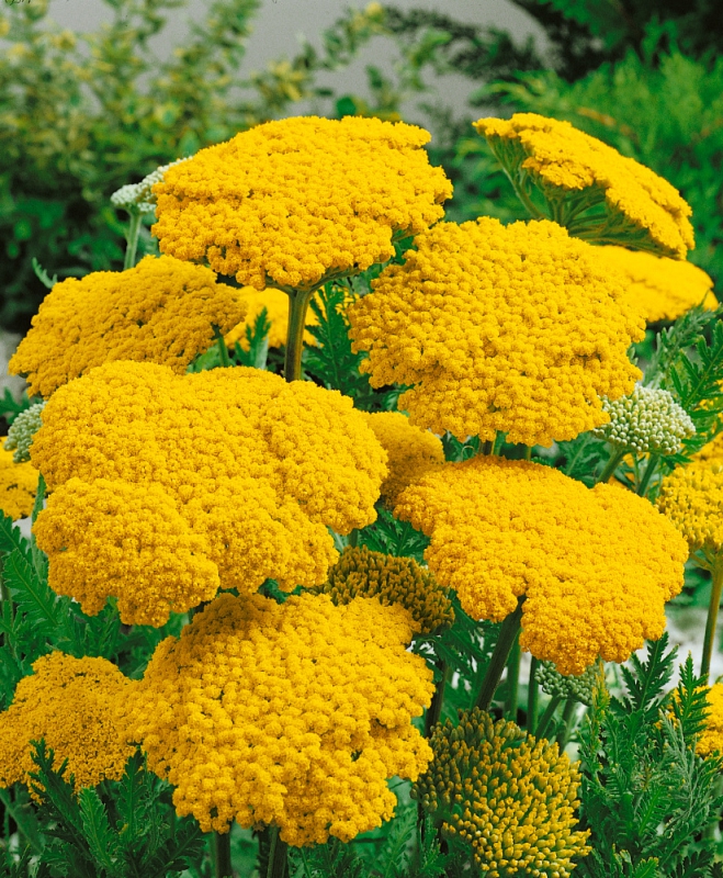 Rebríček ´Cloth of Gold´