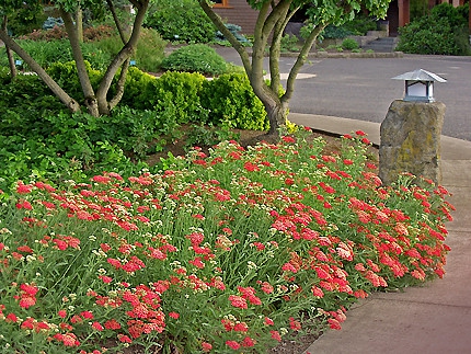 Rebríček obyčajný ´Paprika