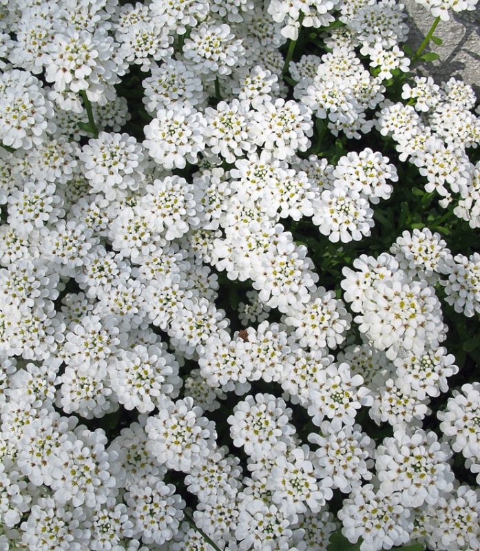 Iberka vždyzelená ´Tahoe´