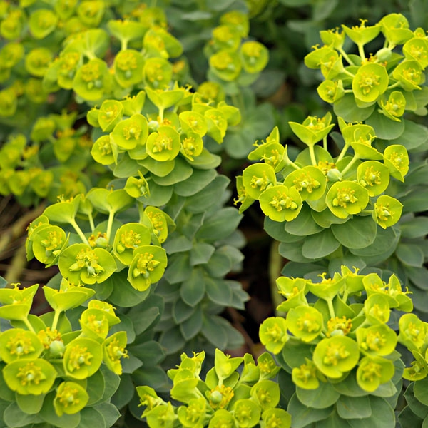 Mliečnik myrtovitý