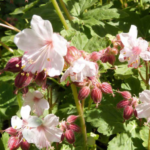 Pakosť podzemkatý ´Spessart´