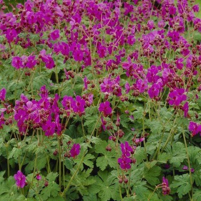 Pakosť podzemkatý ´Bevan´s Variety´