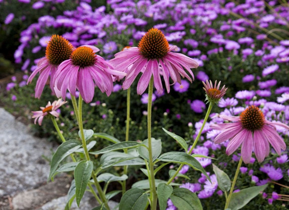 Echinacea purpurea ’Magnus’