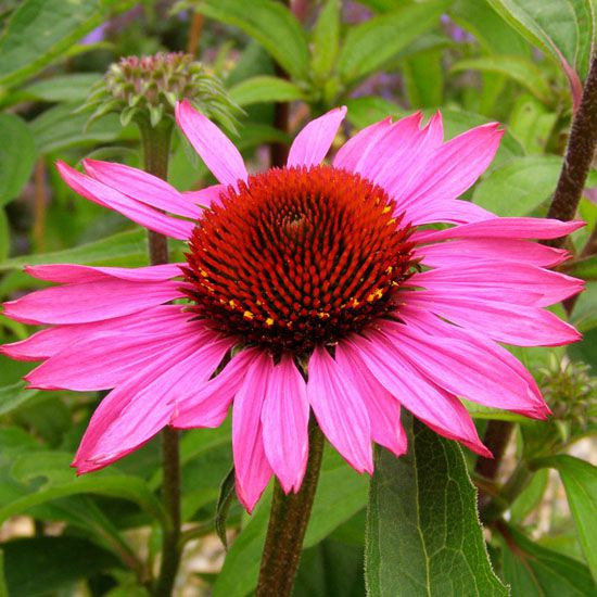 Echinacea purpurea ’Magnus’