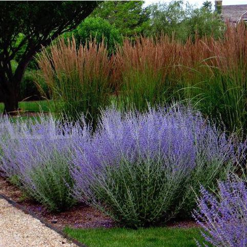 Perovskia ´Russian Sage´