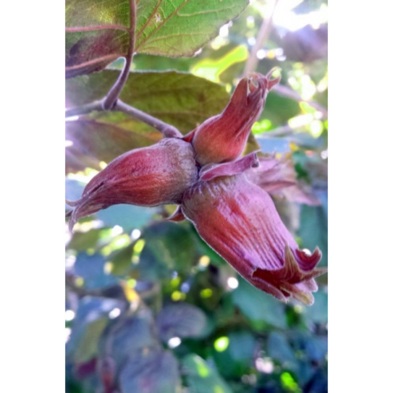 Lieska Obyčajná ’Red Zeller’