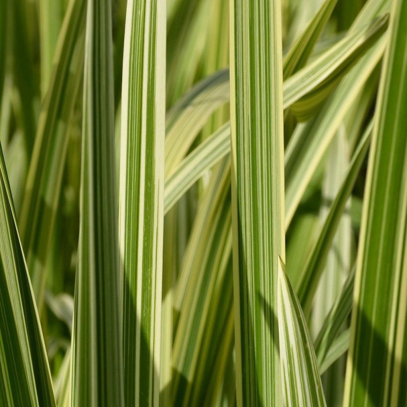 Steblovka vodná ´Variegata´