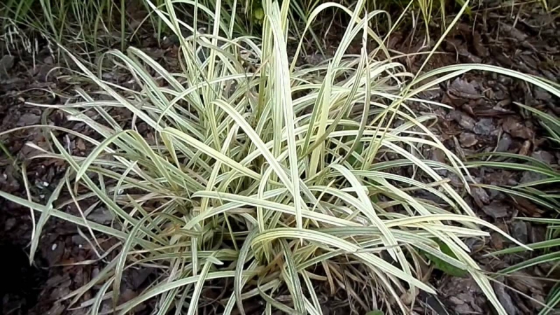 Steblovka vodná ´Variegata´