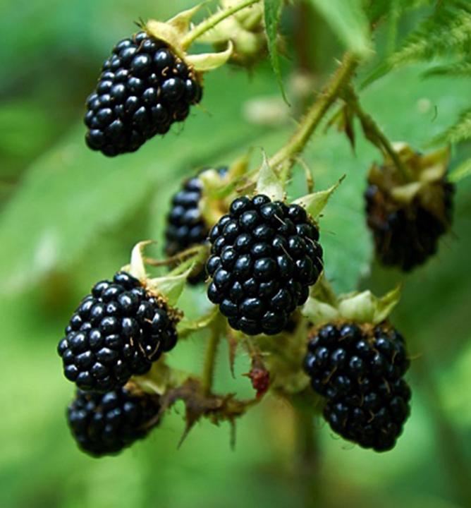 Černica ´Dirksen´