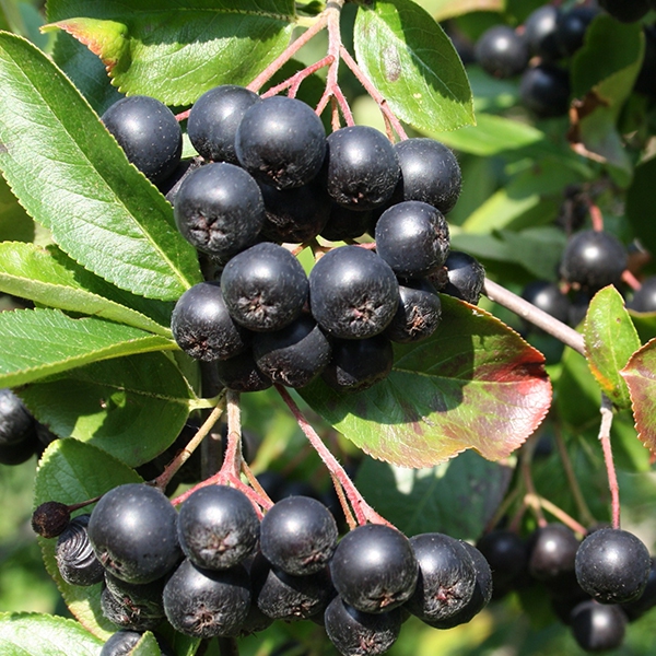 Aronia ´Viking´