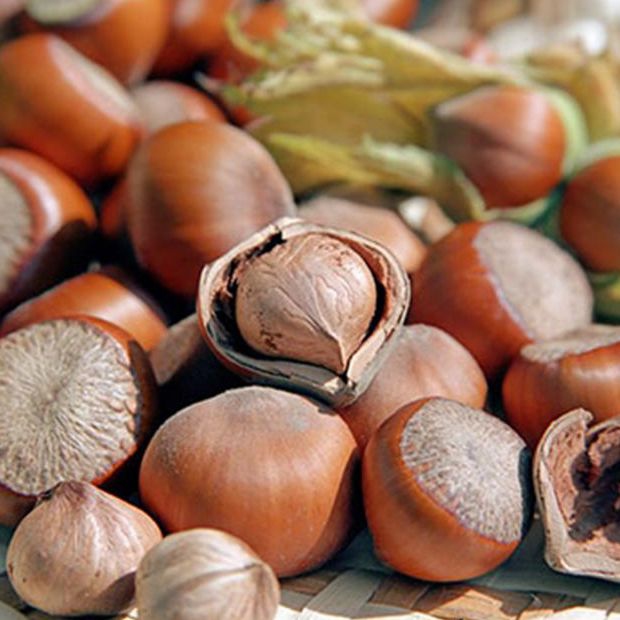 Lieska Obyčajná ´Tonda Romana´