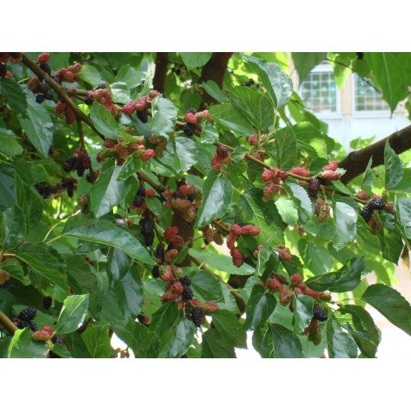 Moruša ´Milanówek´