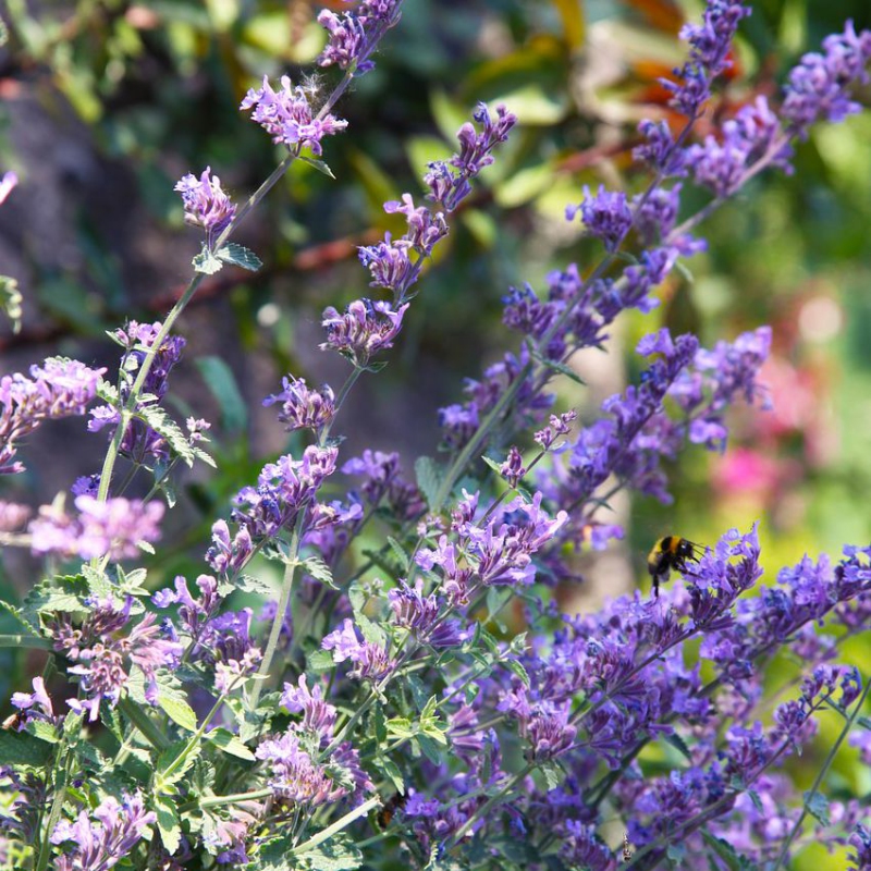 Kocúrnik ´Walker´s Low´