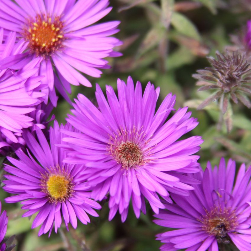 Astra  ´Purple Dome ´