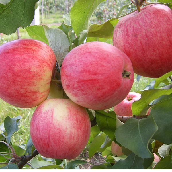 Jabloň "Spartan" zimná