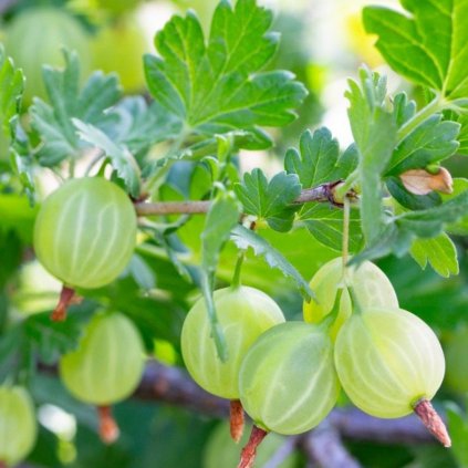 Egreš ´Hinnonmaki Green´ stromčekový, voľnok.