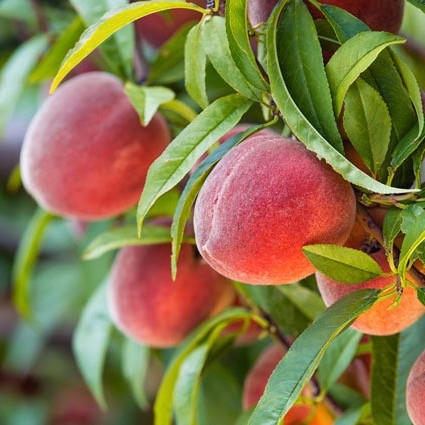 Broskyňa ´Tebana´ neskorá