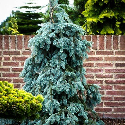 Smrek biely ´The Blues´