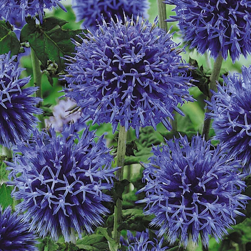 Ježibaba ´Blue Glow´