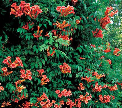 Trubkovec ´Madame Galen´