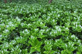 Pachysandra vrcholová ´Green Sheen´