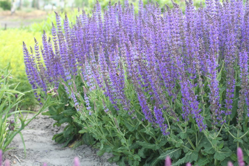 Šalvia hájna ´Mainacht´