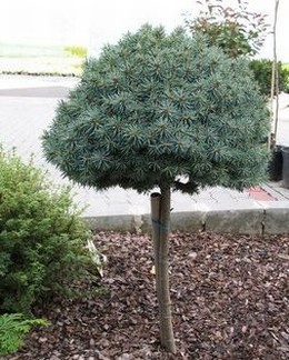 Smrek pichľavý ´Pali´ na kmienku