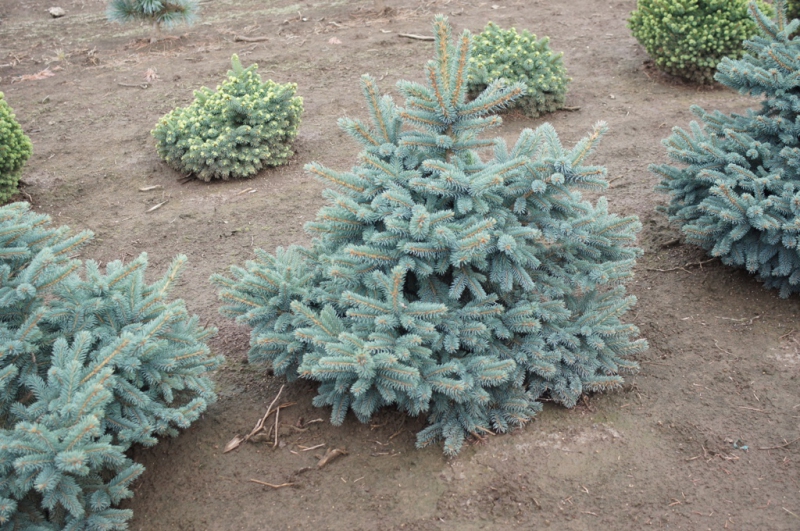 Smrek pichľavý ´Waldbrunn´