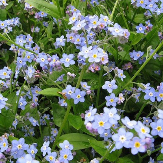 Nezábudka močiarna