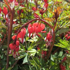 Srdcovka nádherná ´Valentine´