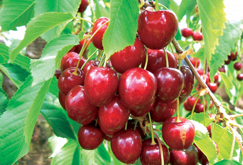 Čerešňa ´KORDIA´ neskorá, podp. Colt, voľnok.