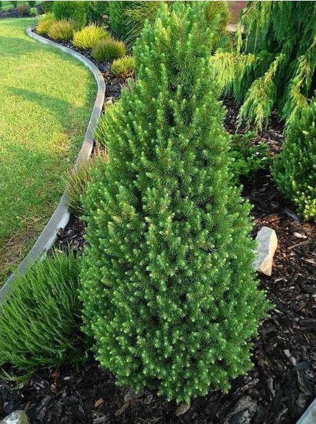 Smrek biely ´December´