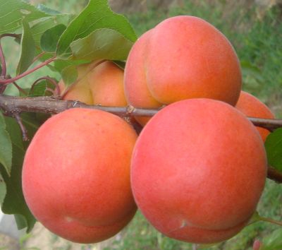 Marhuľa ´Marlen´ skorá, podp. Myrobalán, voľnok.