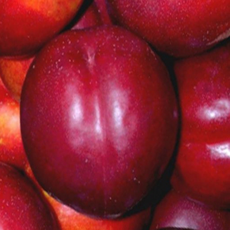 Nektarinka ´Flavertop´ skorá, podpn. GF677, voľnok.