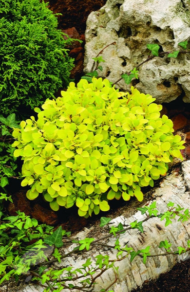 Dráč Thunbergov "Tiny Gold"