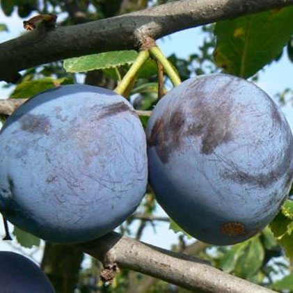 Slivka "President" jesenná, podp. Myrobalán, kont. 5l