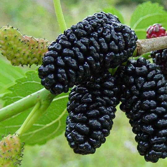 Moruša čierna, voľnok.