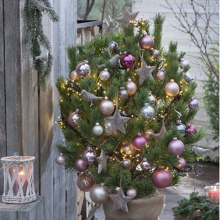 Borovica čierna 60/80cm, kont.