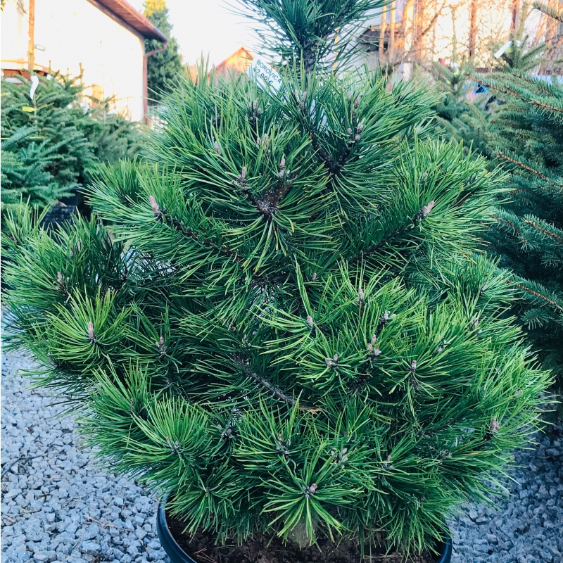 Borovica čierna 80/100 cm, kont.