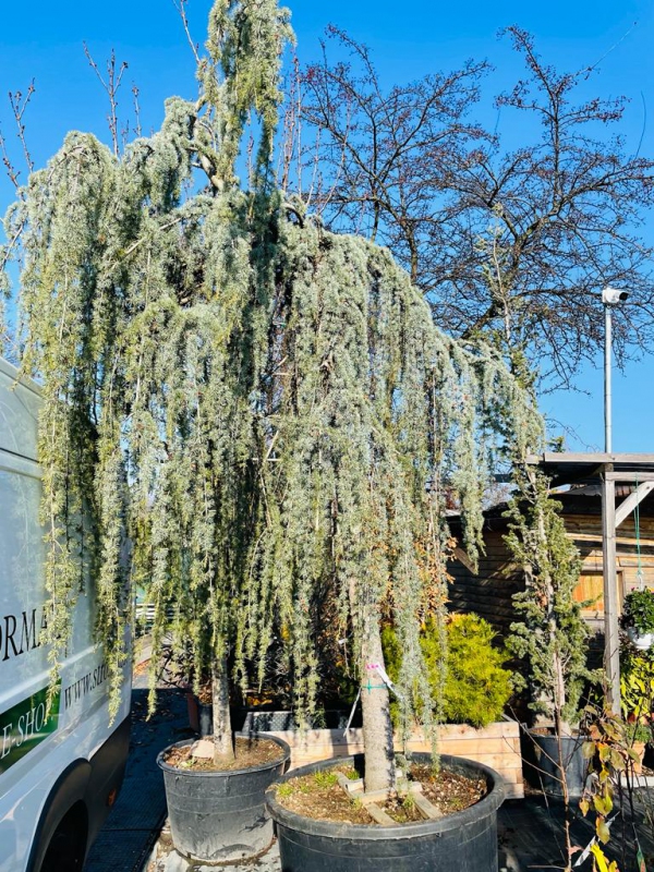 Céder atlantský ´ Glauca Pendula´ 200 - 250cm