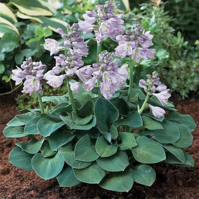 Hosta "Blue Mouse Ears"