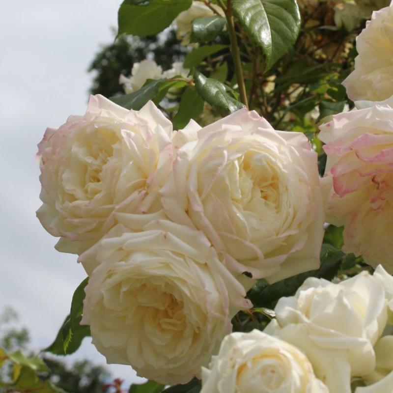 Ruža ´Future/Alaska´