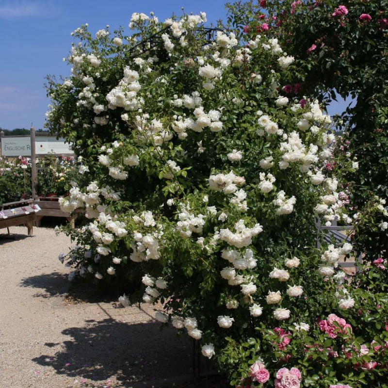 Ruža ´Future/Alaska´