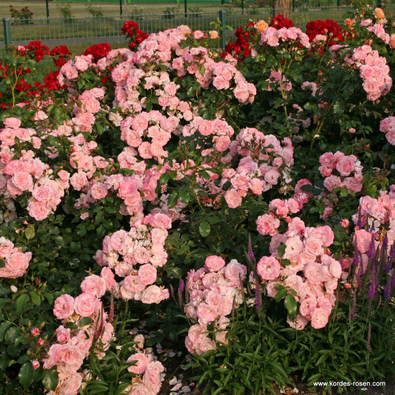 Ruža ´Rosenstadt Freising´